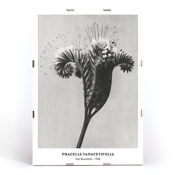 , framed and displayed in modern living room decor