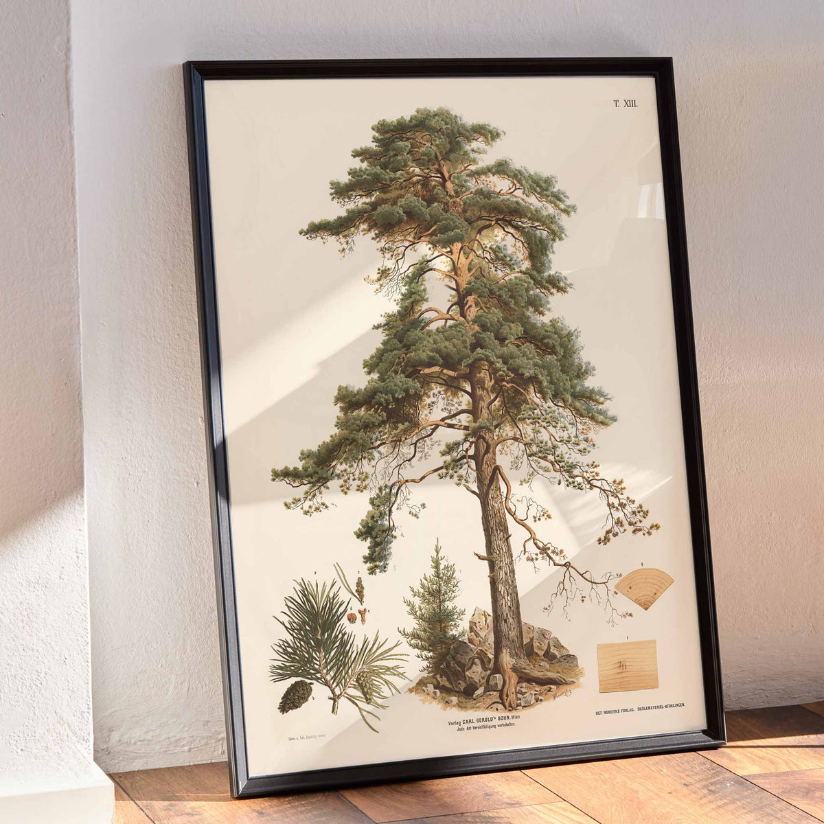 Johann Kautsky Pine Tree Botanical Illustration poster with mature pine, needles, cones and young sapling, with wooden magnetic frame on white background