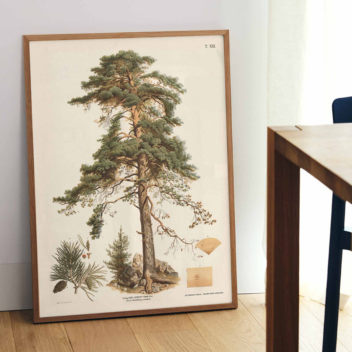 Johann Kautsky Pine Tree Botanical Illustration poster with mature pine, needles, cones and young sapling, framed and displayed in modern living room decor
