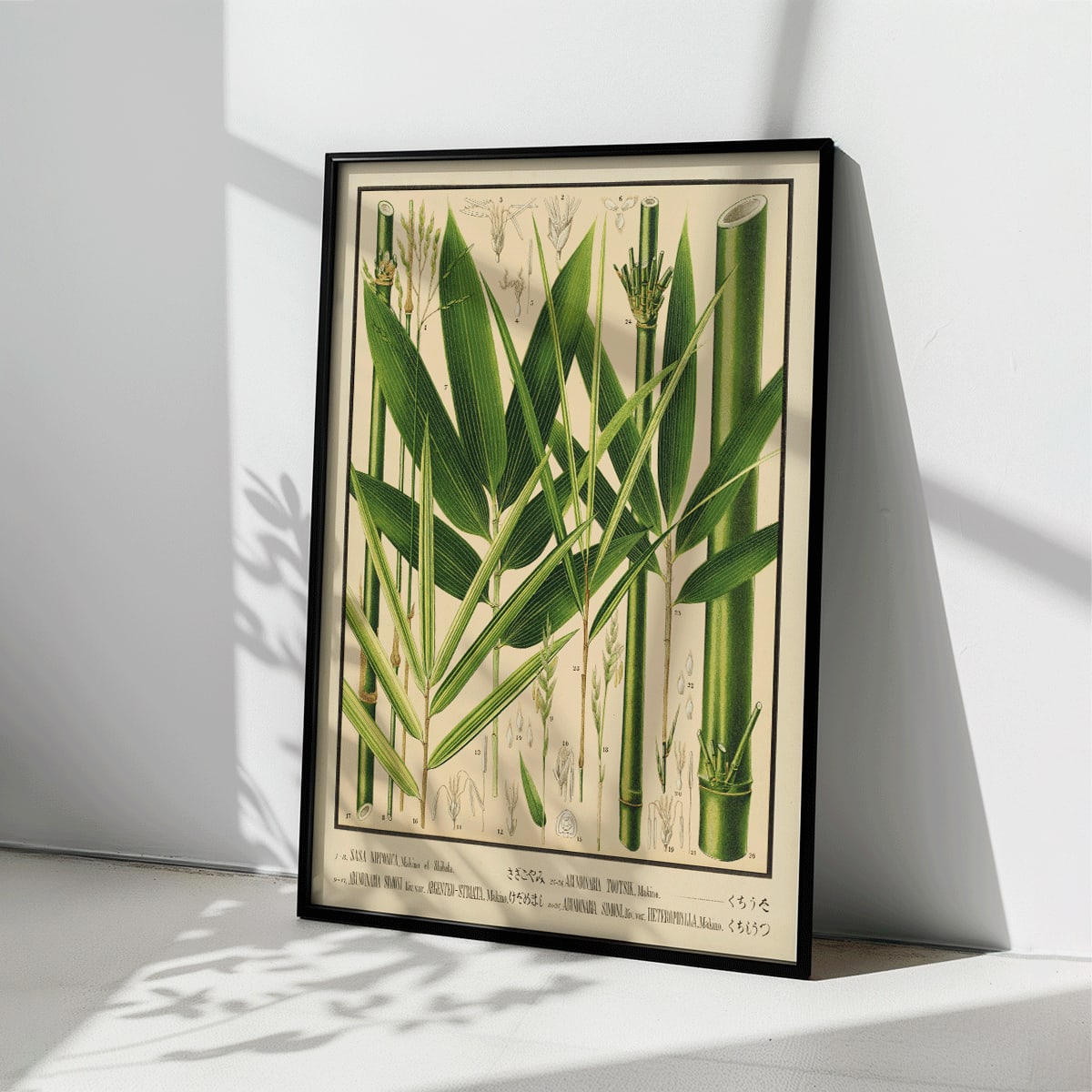 Botanical illustration and labeled poster of bamboo species by Yasuyoshi Shirasawa from Icones of the bamboos of Japan Nihon chikurui zufu Pl 08, framed and displayed in home decor