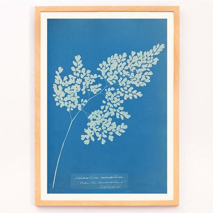 Anna Atkins cyanotype artwork of Adiantum cuneatum fern botanical blueprint poster on blue background, framed and displayed in modern living room decor