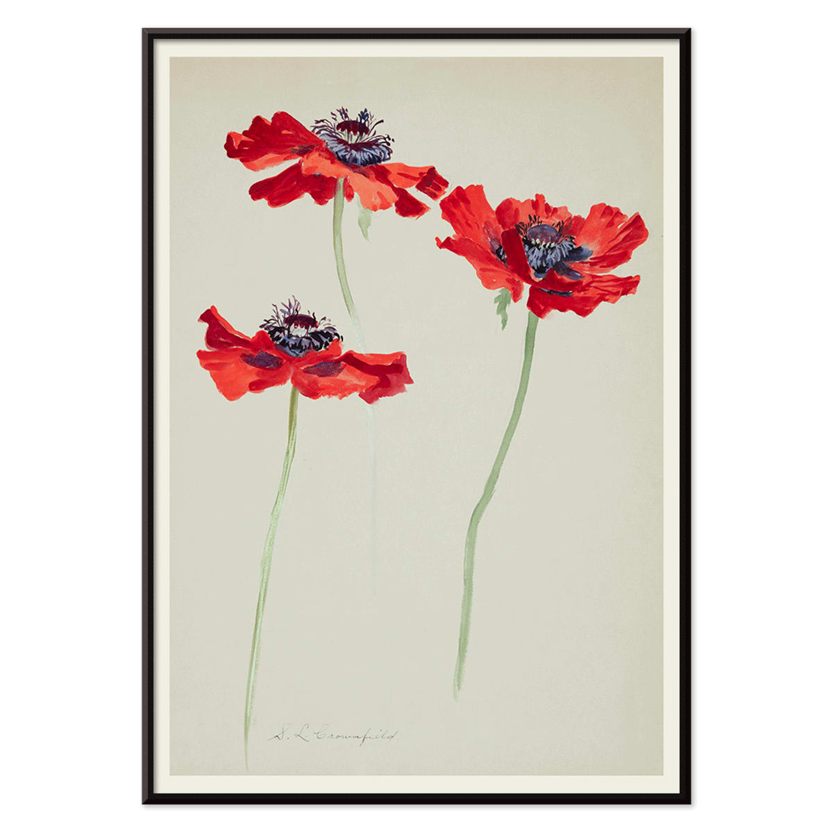 Three Studies of Poppies by Sophia Crownfield poster featuring vibrant red poppies on delicate stems and a light background artwork, with black aluminium frame on white background