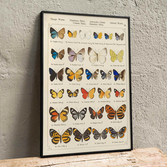 Colorful exotic butterflies and various butterfly species illustrated in intricate detail by Otto Staudinger Exotic butterflies Pl093, framed and displayed in home decor