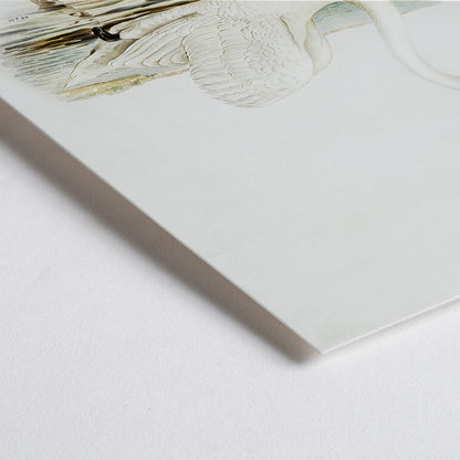 Closeup detail of Mute Swan male Cygnus olor detailed illustration on water by The von Wright brothers poster and artwork