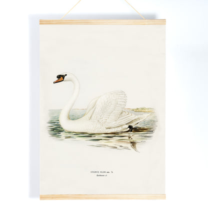 Mute Swan male Cygnus olor detailed illustration on water by The von Wright brothers poster and artwork, with wooden magnetic frame on white background