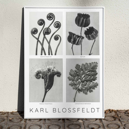 Karl Blossfeldt botanical art print featuring black and white detailed flower images and intricate plant forms displayed on a wall, framed and displayed in home decor
