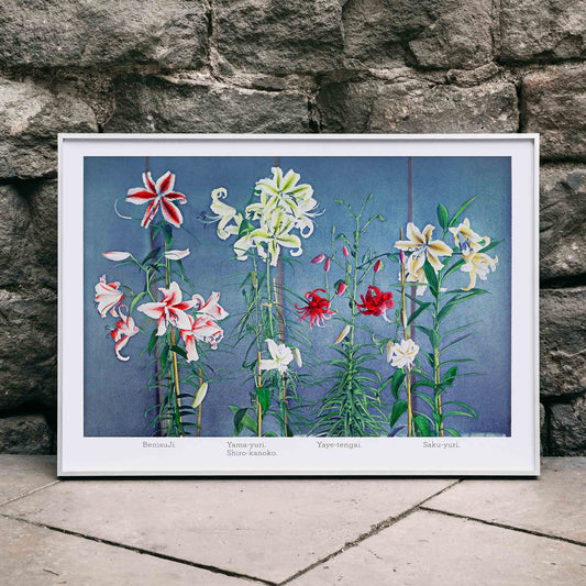 Colorful lilies on blue background hand-colored collotype and vibrant lily poster by Kazumasa Ogawa from Some Japanese Flowers, framed and displayed in home decor