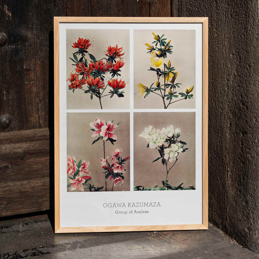Hand colored collotype artwork of vibrant azalea flowers by Kazumasa Ogawa poster featuring various azaleas, framed and displayed in home decor