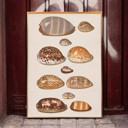 Illustration and poster of eleven detailed tropical shells artwork by Johann Gustav Hoch, framed and displayed in home decor