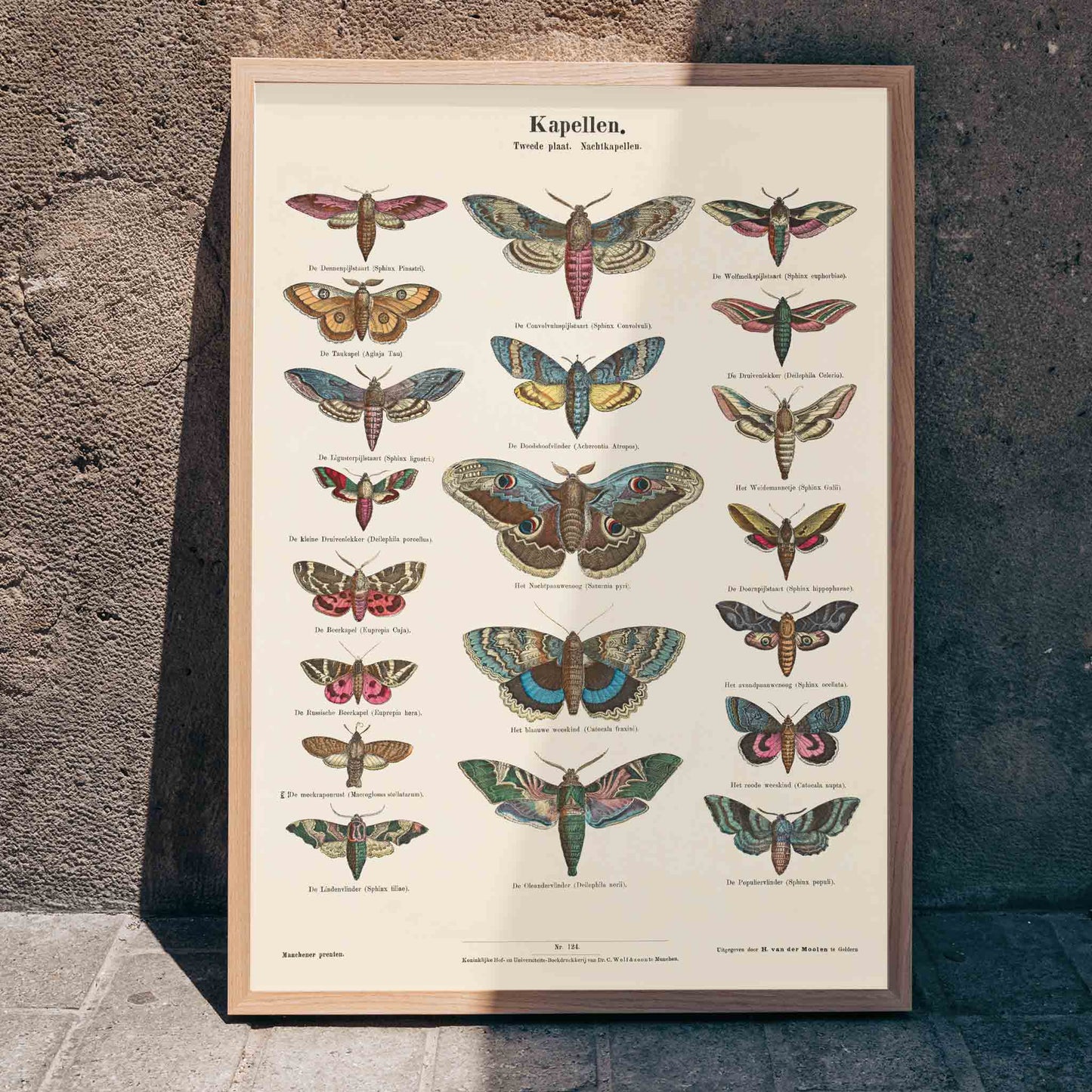 Colorful vintage illustration and detailed poster of night butterfly species by Ernst Frohlich, framed and displayed in home decor