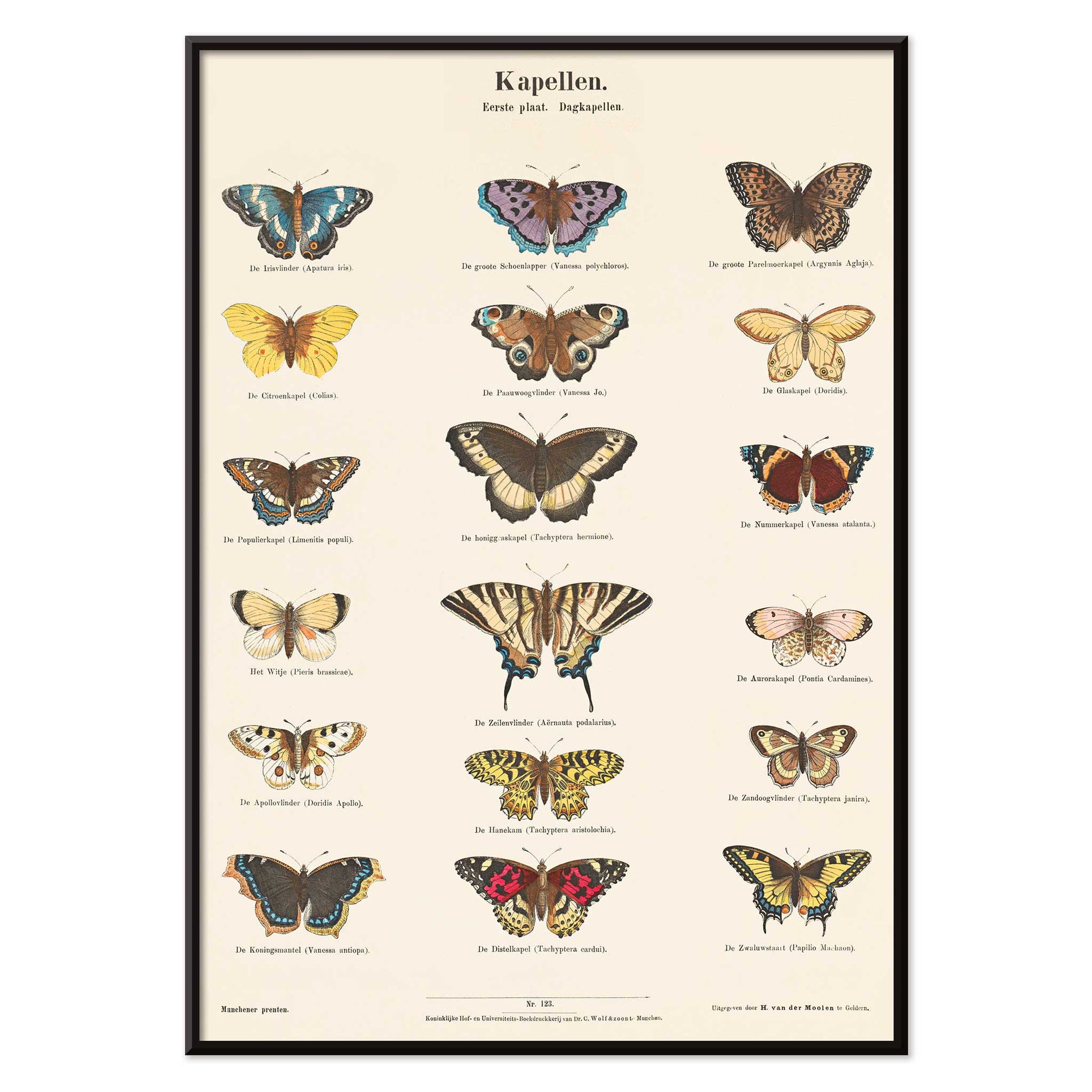 Vintage butterfly illustration and poster showing various butterfly species from Collection of Butterflies by Ernst Frohlich detailed artwork, with black aluminium frame on white background