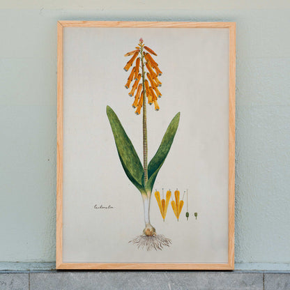 Botanical illustration poster of opal flower with orange blossoms and green leaves by Robert Jacob Gordon, framed and displayed in home decor