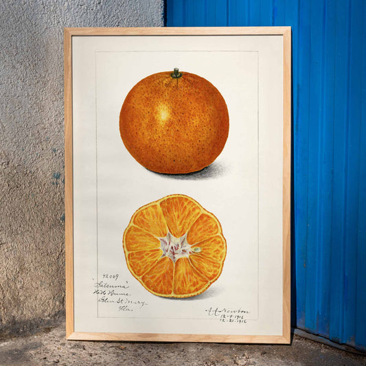 Botanical illustration and poster of Orange Citrus Sinensis by Amanda Almira Newton showing whole and sliced orange fruit and cross section artwork, framed and displayed in home decor