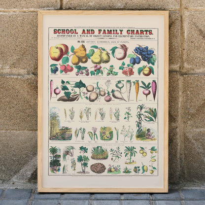 Botanical chart by Marcius Willson showing the economical use of plants with illustrations of fruits vegetables and plants poster, framed and displayed in home decor