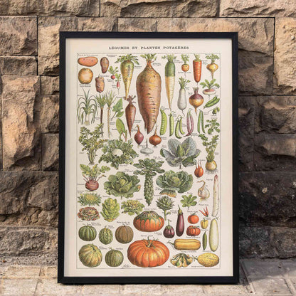 Detailed illustration and poster of garden vegetables by Claude Auge from Plantes Potageres showing various vegetables on a white background, framed and displayed in home decor