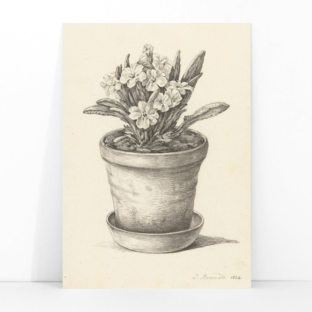 Black and white pencil drawing poster of a flowering plant in a clay pot titled Potplant by Jean Bernard, framed and displayed in modern living room decor