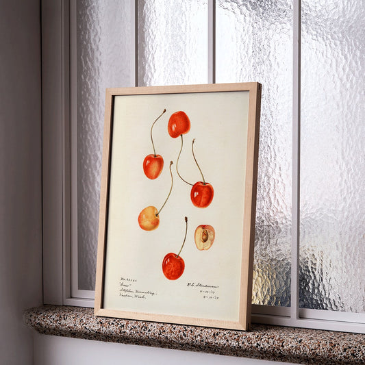 Prunus avium cherry painting by Royal Charles Steadman titled Cass poster featuring cherry illustrations, framed and displayed in home decor