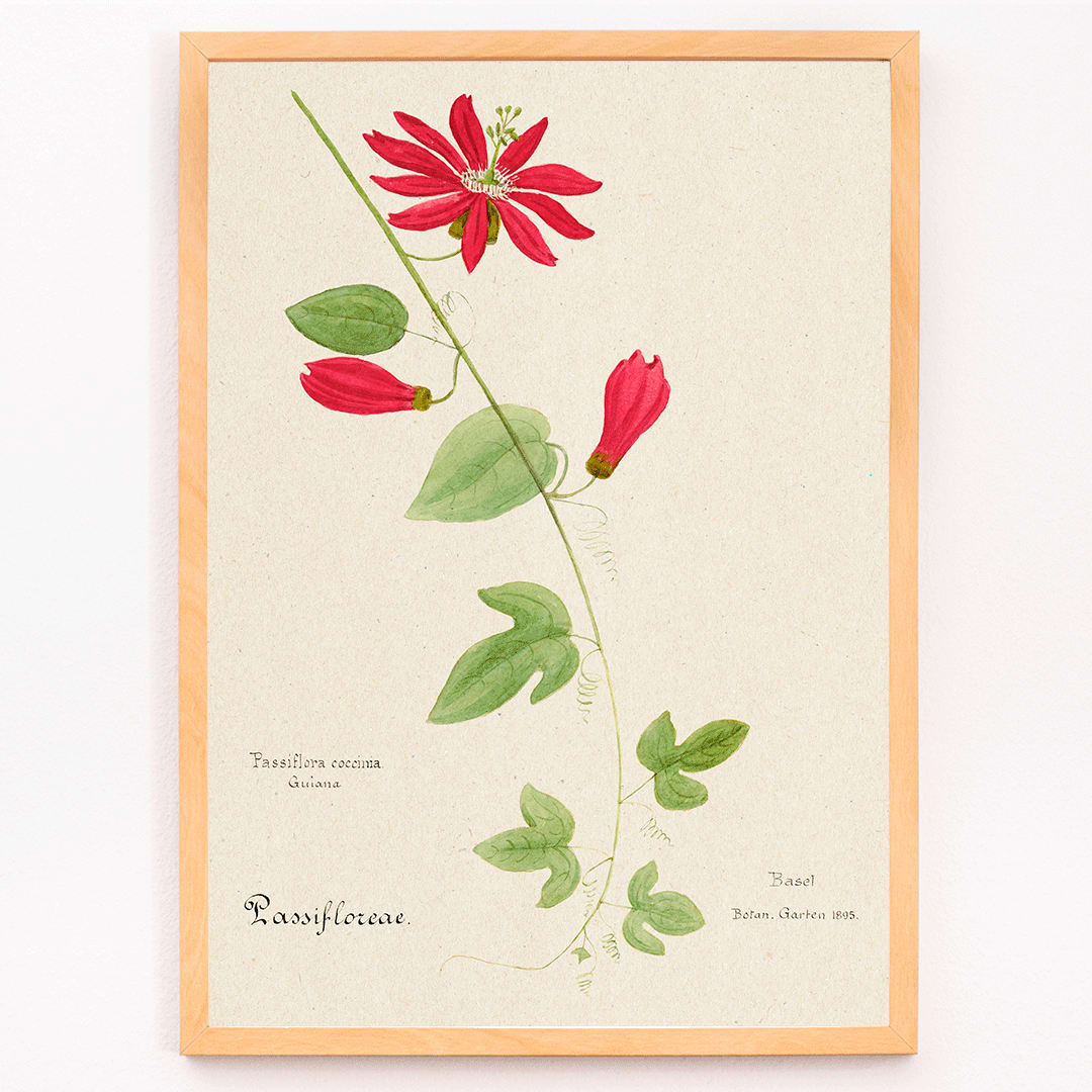 Botanical illustration of Passiflora coccinea red granadilla flower with green leaves and stems by Red Granadilla and Anonymous, framed and displayed in modern living room decor