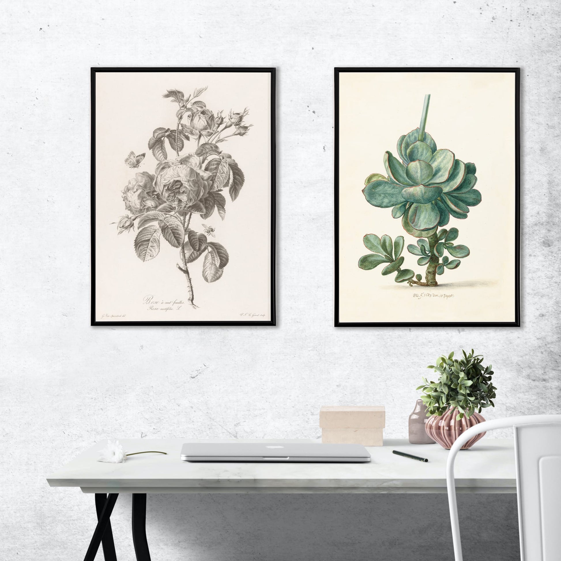 Botanical illustration of a blooming hundred petaled rose with insects by Pierre Francois Legrand poster, framed and displayed in home decor