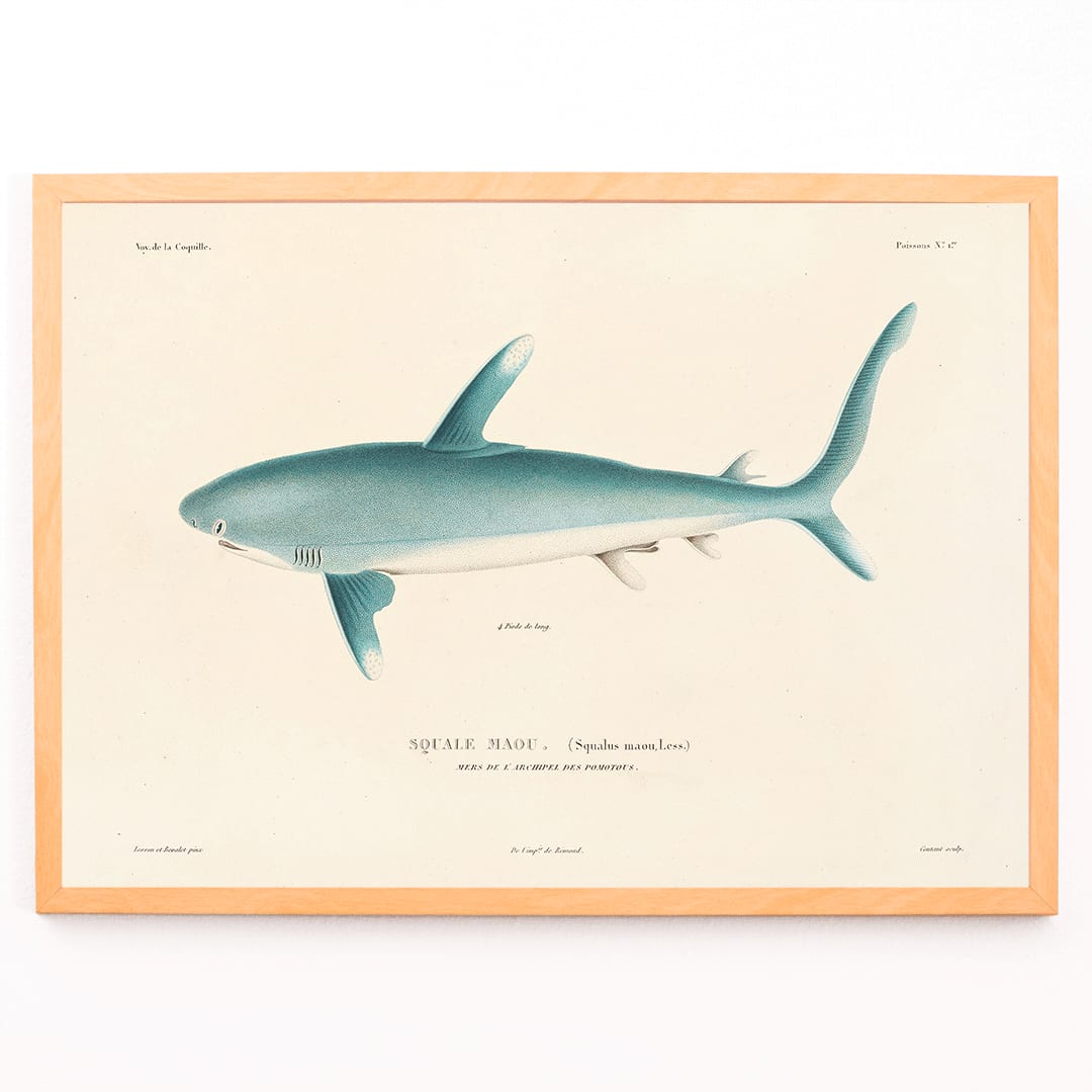 Shark illustration by Louis-Isidore Duperrey from Voyage autour du monde Pl 008 poster, framed and displayed in modern living room decor