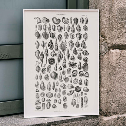 Vintage seashell illustration and detailed seashell poster by Oliver Goldsmith from A History of the Earth and Animated Nature perfect for natural history decor and study, framed and displayed in modern living room decor