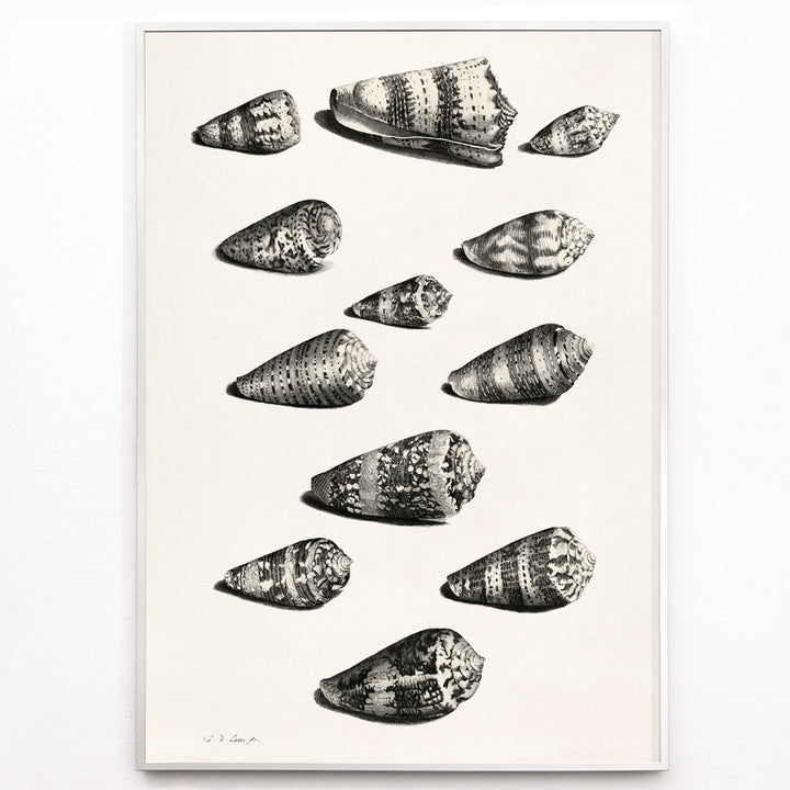 Closeup detail of Detailed poster illustration of twelve different snail shells from various species artwork by Jacob de Later