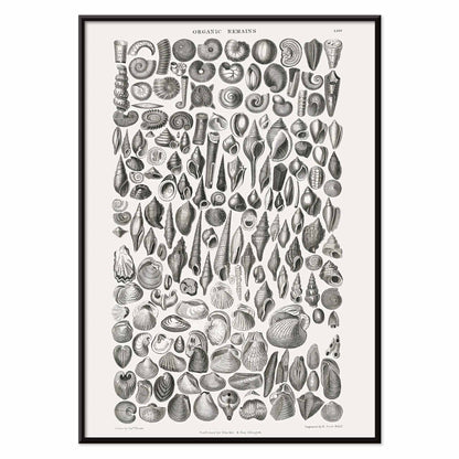 Detailed scientific illustration and poster of fossilized shells and marine life by Oliver Goldsmith from A History of the Earth and Animated Nature and Organic Remains artwork, with black aluminium frame on white background