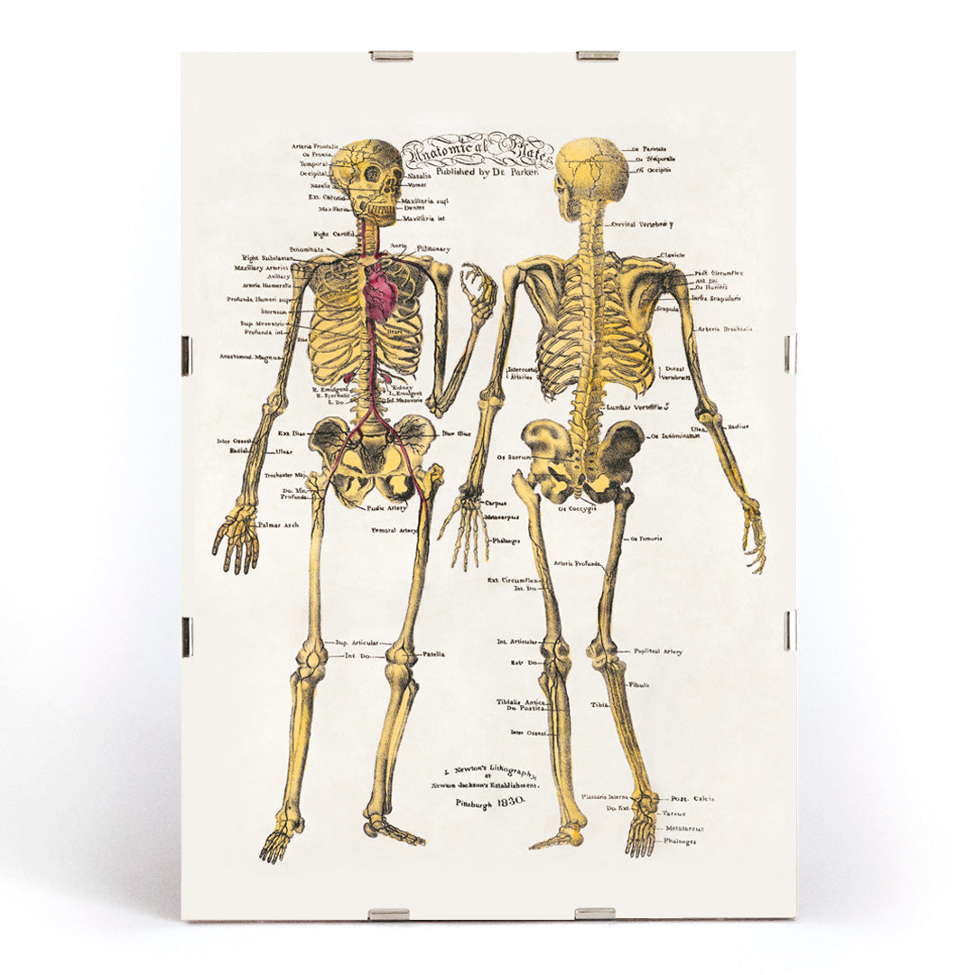 Human skeleton diagram and poster with labeled bones and organs by Dr Parker Anatomical plates wall art decor, framed and displayed in modern living room decor