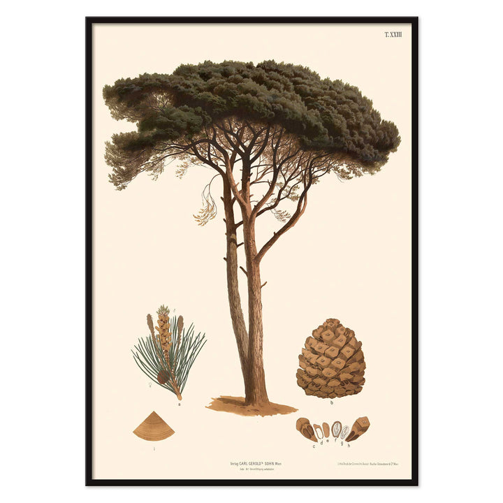 Anton Hartinger Stone Pine botanical print with mature tree, needle sprig, pine cone and seeds, with black aluminium frame on white background
