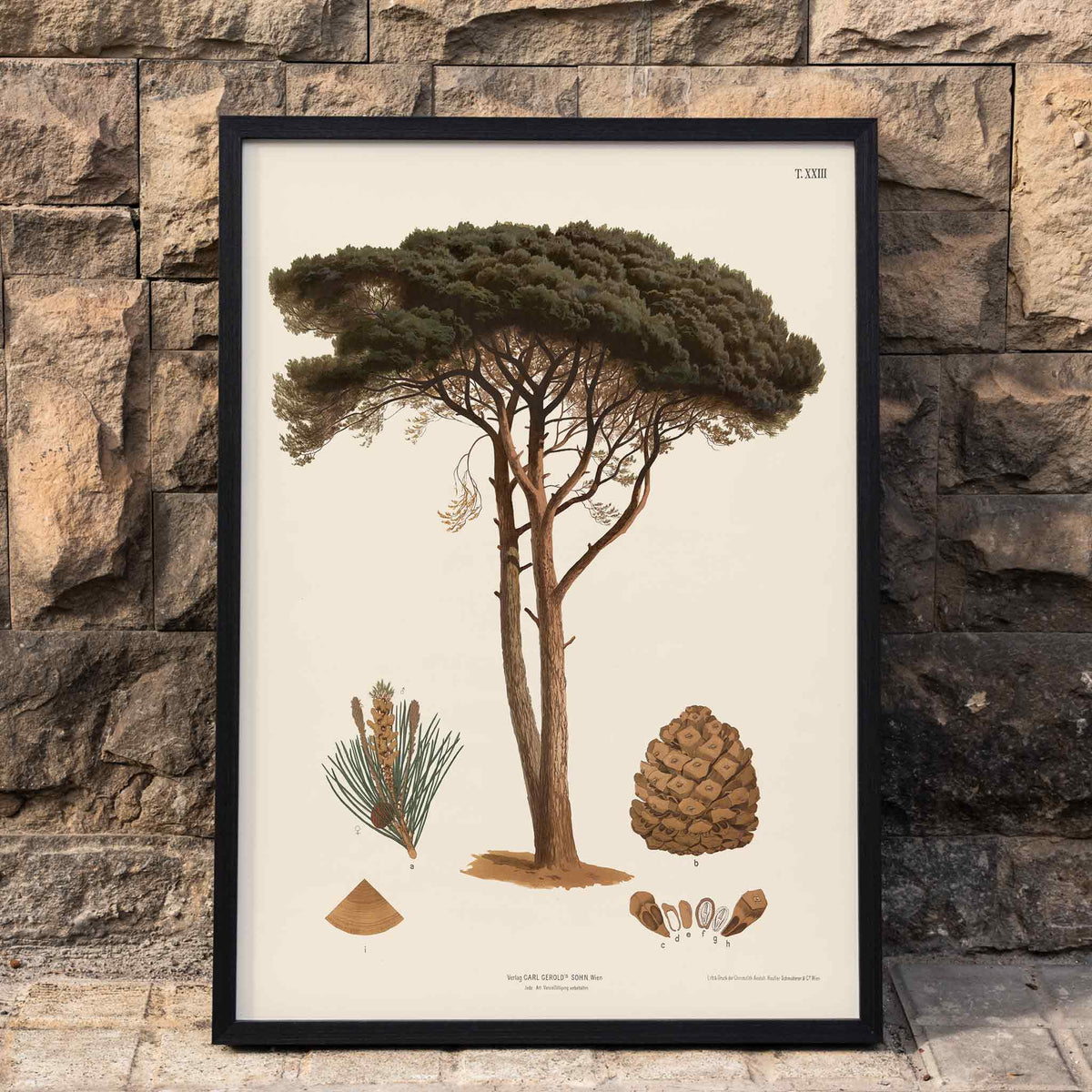 Anton Hartinger Stone Pine botanical print with mature tree, needle sprig, pine cone and seeds, framed and displayed in home decor