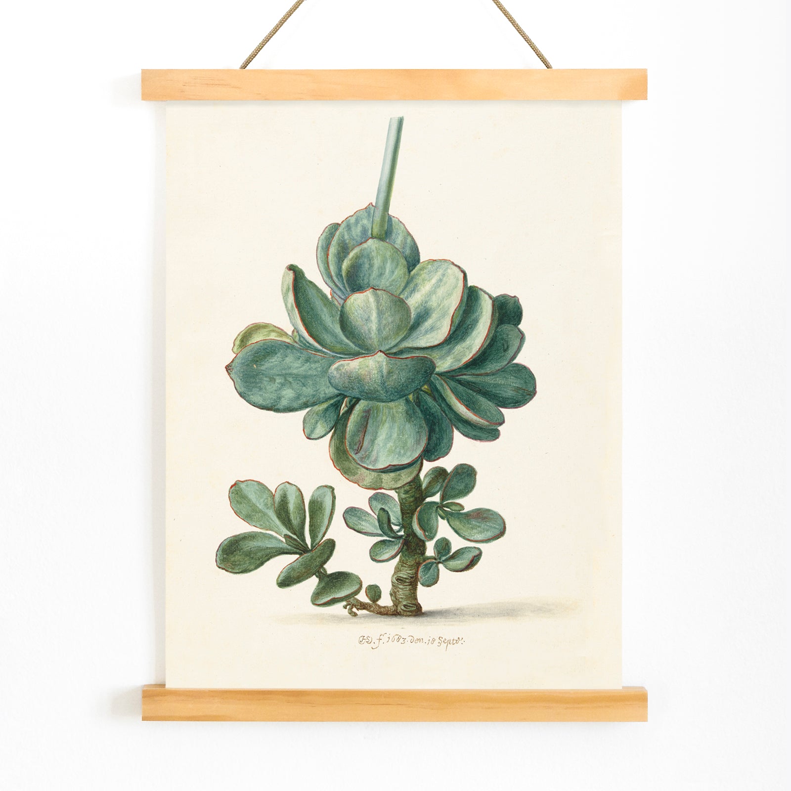 Botanical illustration poster of succulent plant Cotyledon orbiculata by Herman Saftleven, with wooden magnetic frame on white background