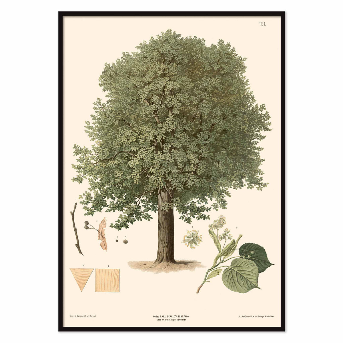 August Gerasch Summer Linden botanical poster featuring a mature linden tree, detailed foliage, flowering twigs and leaf studies, with black aluminium frame on white background