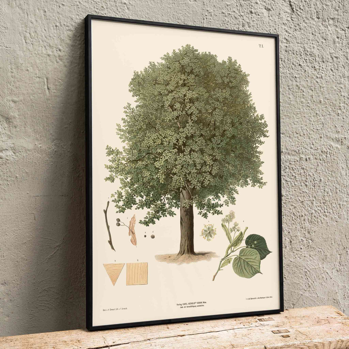 August Gerasch Summer Linden botanical poster featuring a mature linden tree, detailed foliage, flowering twigs and leaf studies, framed and displayed in home decor