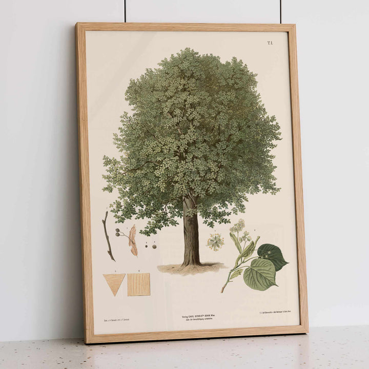 August Gerasch Summer Linden botanical poster featuring a mature linden tree, detailed foliage, flowering twigs and leaf studies, framed and displayed in modern living room decor