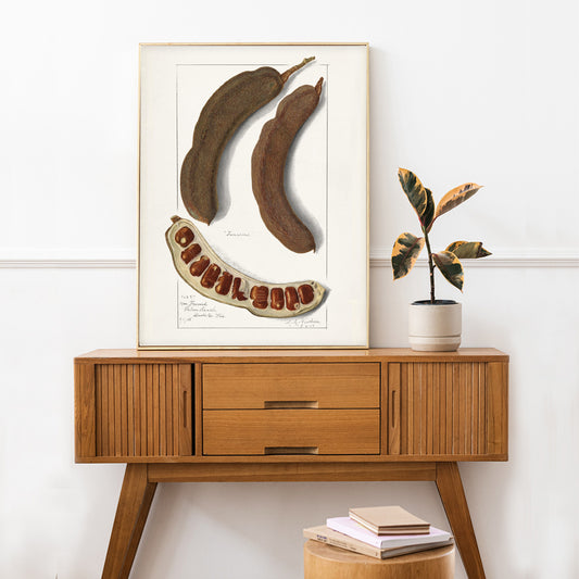 Botanical illustration and poster of Indian Tamarind Tamarindus Indica by Amanda Almira Newton featuring pods seeds and botanical artwork, framed and displayed in home decor