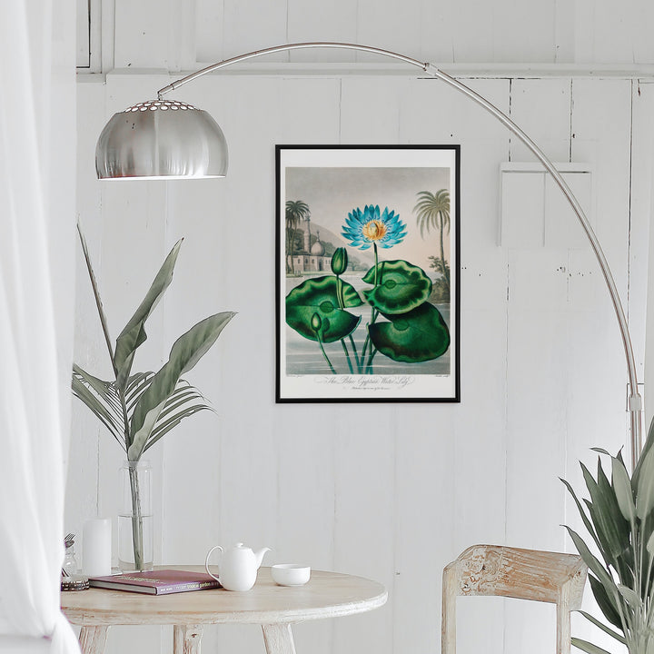 Blue Egyptian Water Lily by Robert John Thornton vibrant botanical illustration and poster with blue water lily green leaves and scenic background, framed and displayed in home decor