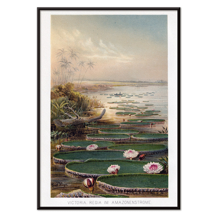 Large water lilies and lush greenery on a tranquil river in the Amazon Forest Nenufar by The institute of Liepzieg poster, with black aluminium frame on white background
