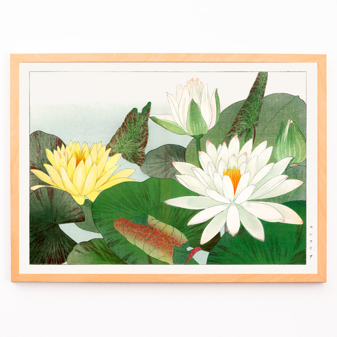 Closeup detail of Illustration of yellow and white water lilies with lush green leaves from Nymphaea lotus by Tanigami Konan wall decor poster