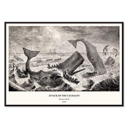 Sperm whale and cachalot attacking fishing boats illustration from The Natural History of the Sperm Whale by Thomas Beale, with black aluminium frame on white background