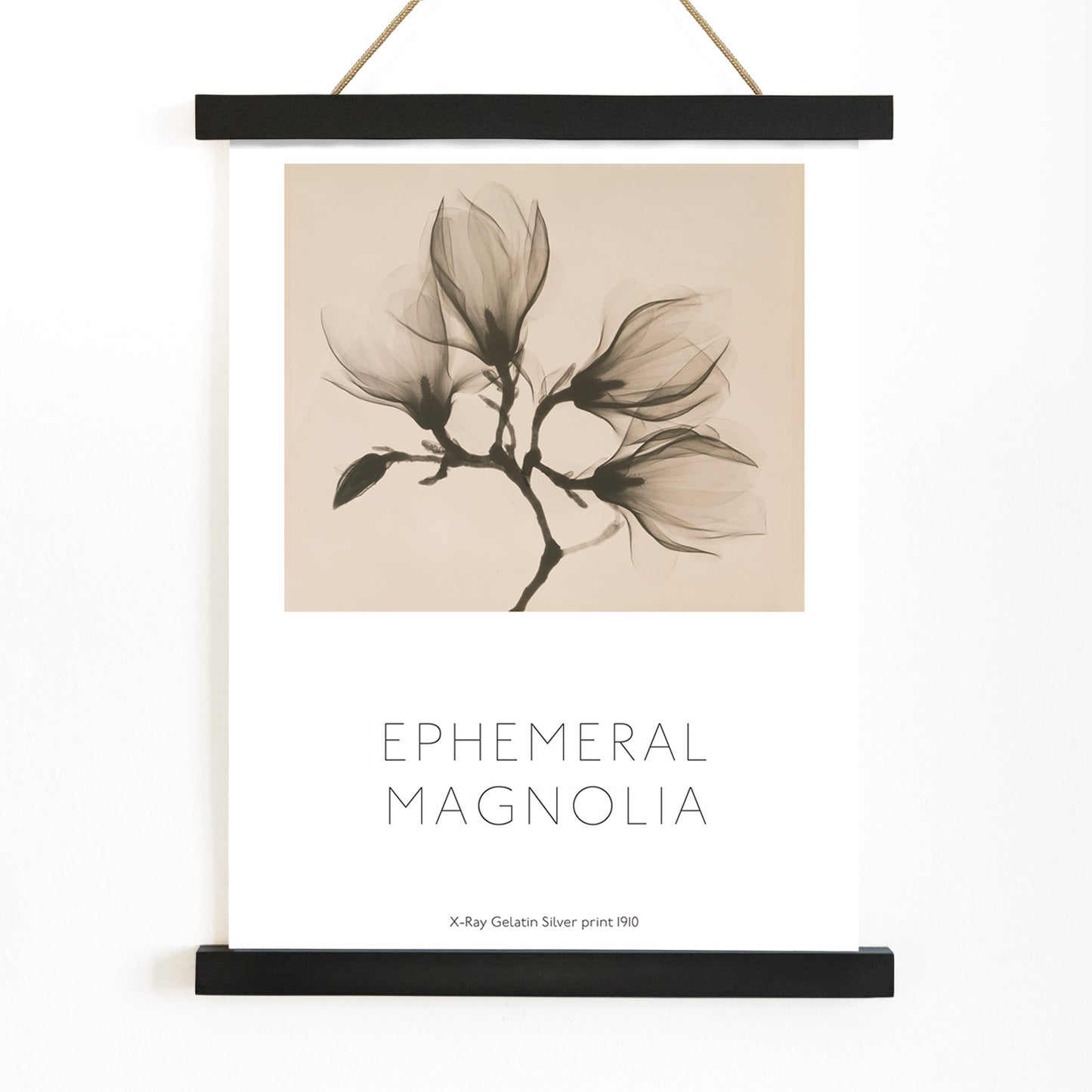 Magnolia branch with four delicate flowers x-ray style fine art print poster illustration, with wooden magnetic frame on white background