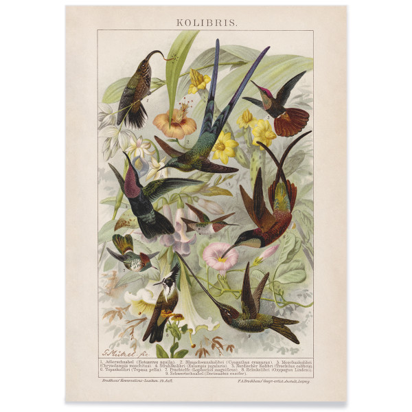 Colibris Colibris